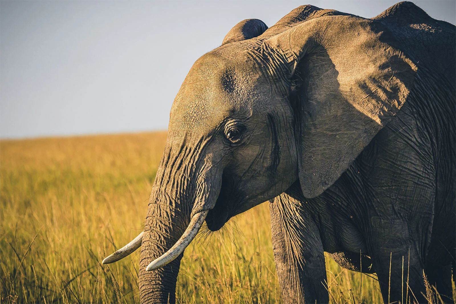 Dimitris Voulgaris Photography - Safari