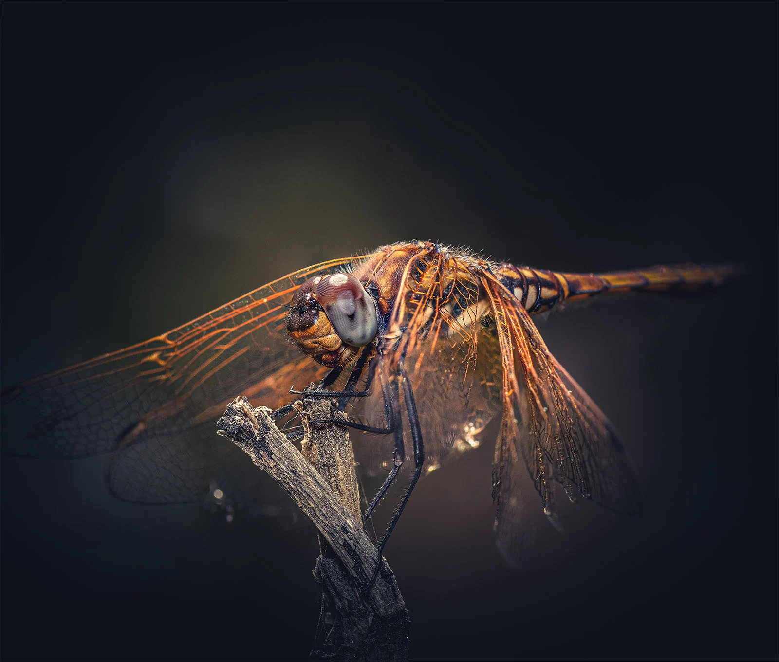 Dimitris Voulgaris - Macro Photography