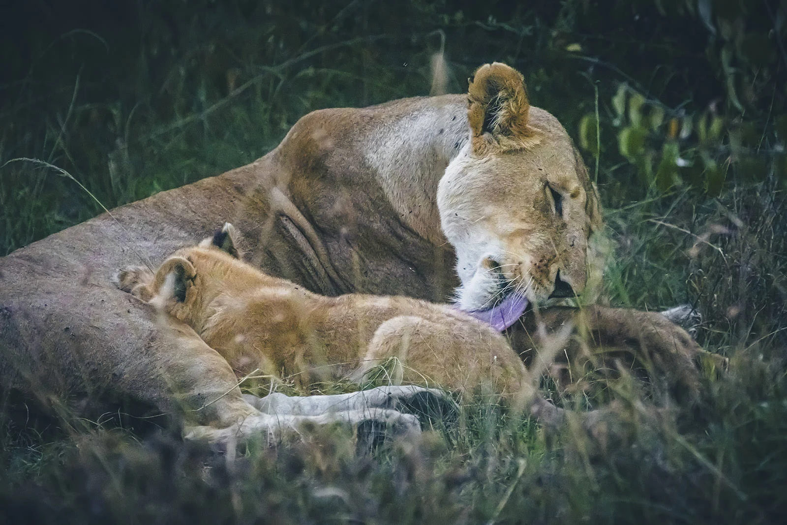 Dimitris Voulgaris - Safari
